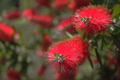 Red tree