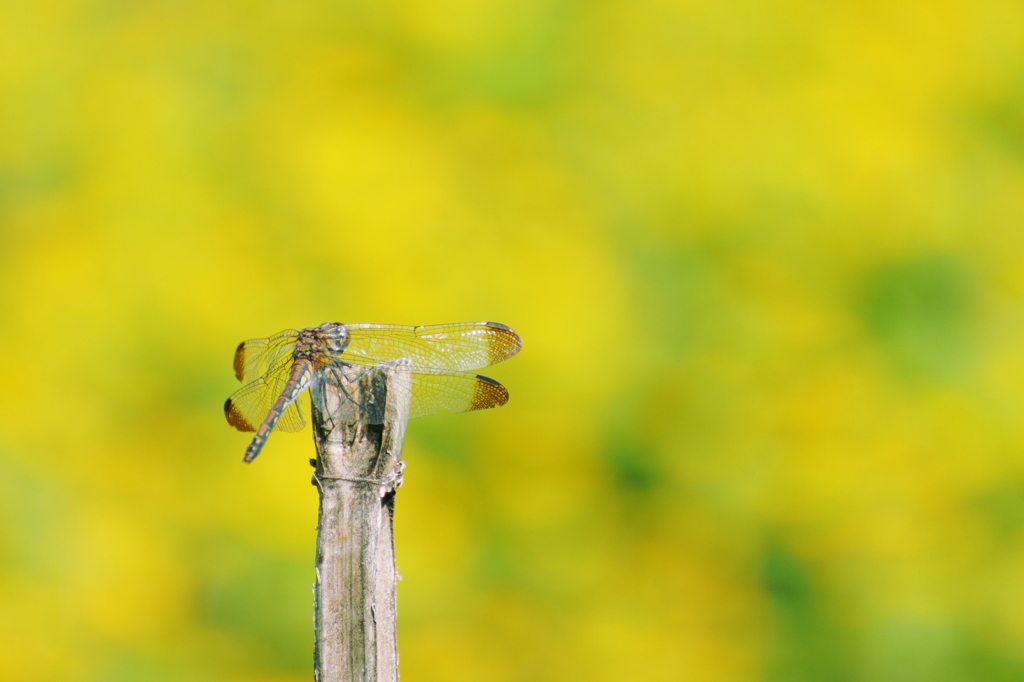 In yellow