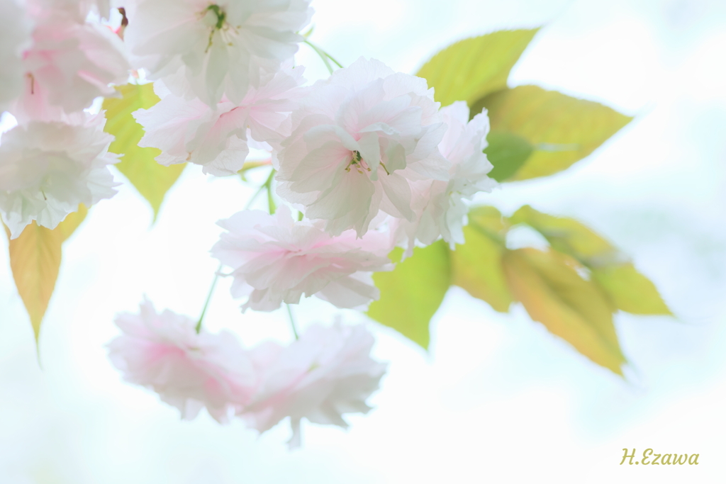 やさしい八重桜