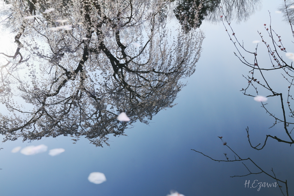 水に映る姫桜Ⅱ