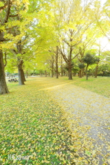 黄葉の道