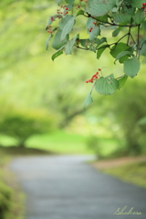 赤い実を見つけた路