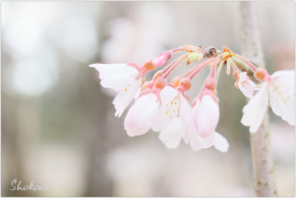 栄福寺の枝垂れ桜Ⅳ