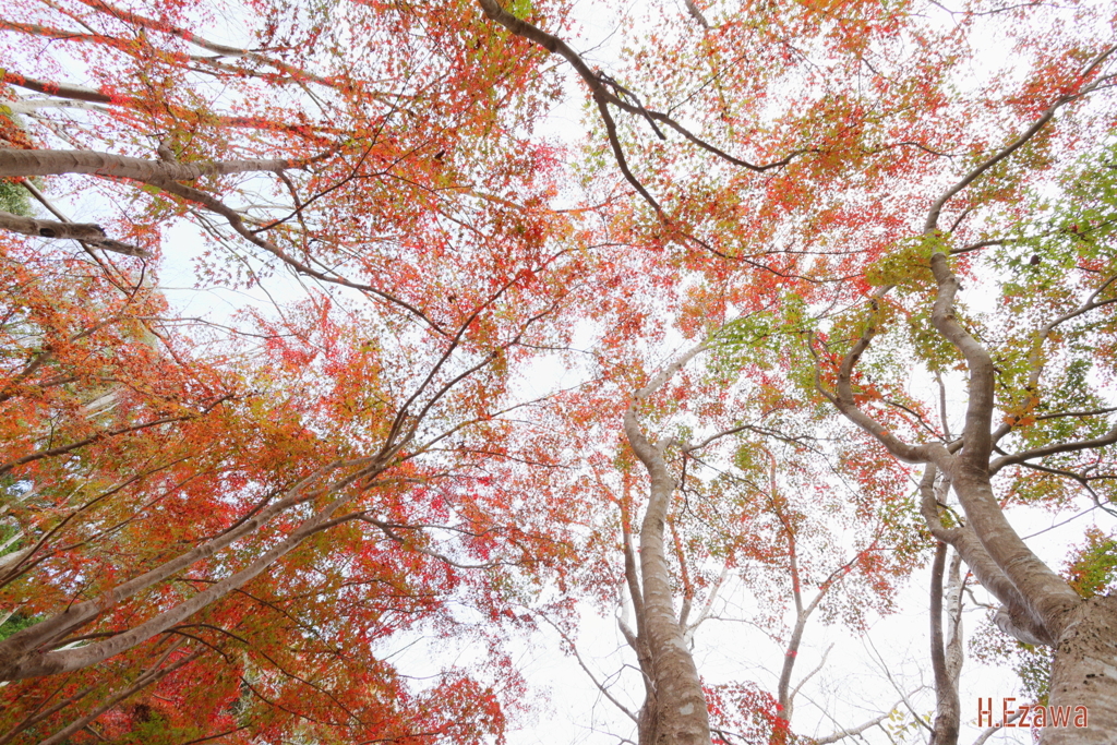 自然公園の公園Ⅷ