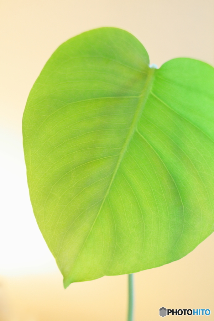 Green heart