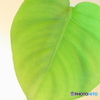 Green heart