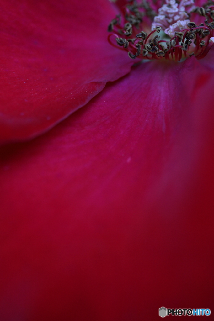 Velvet red