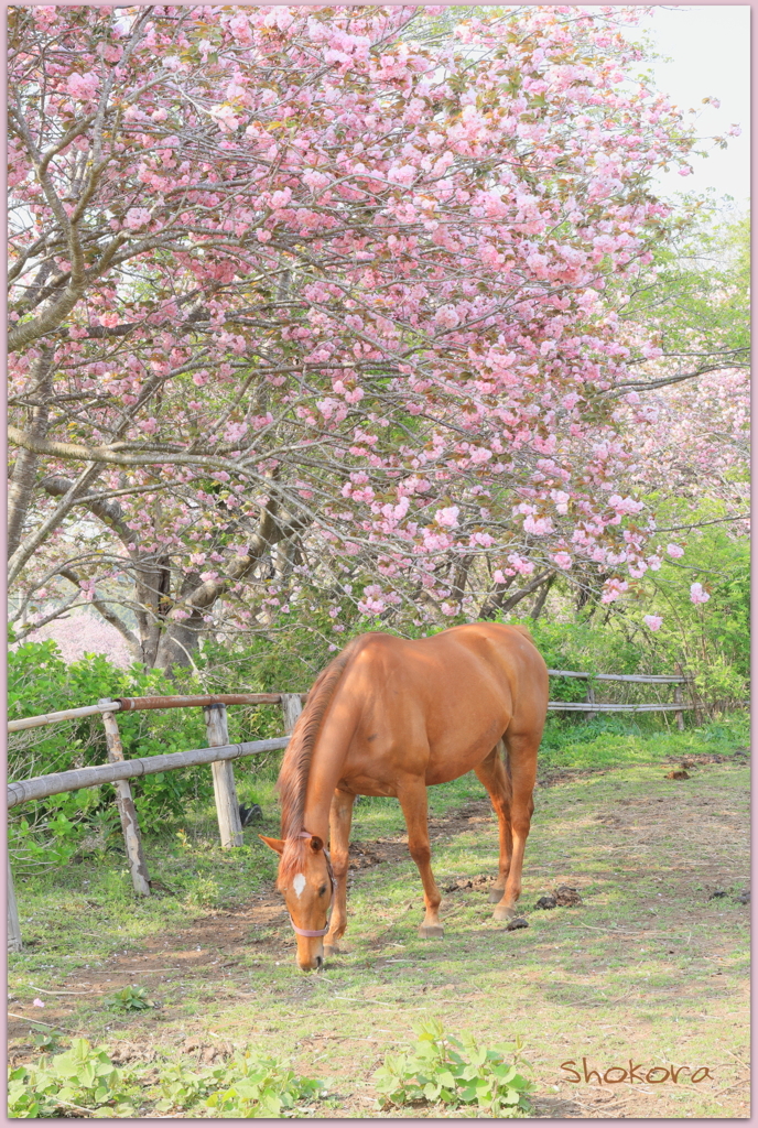 八重桜と馬