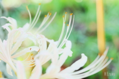 彼岸花2