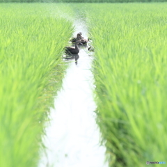 田んぼのカモたち