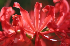 彼岸花4