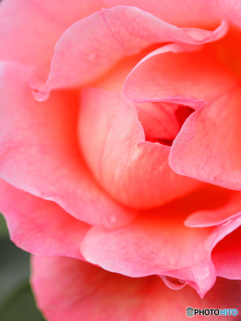 雨上がりの薔薇