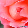 雨上がりの薔薇
