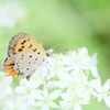 ニラの花とベニⅢ