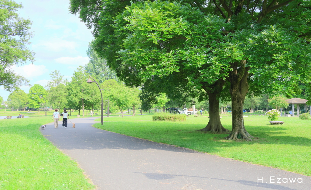 初夏の公園