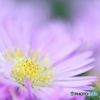 Light purple mum
