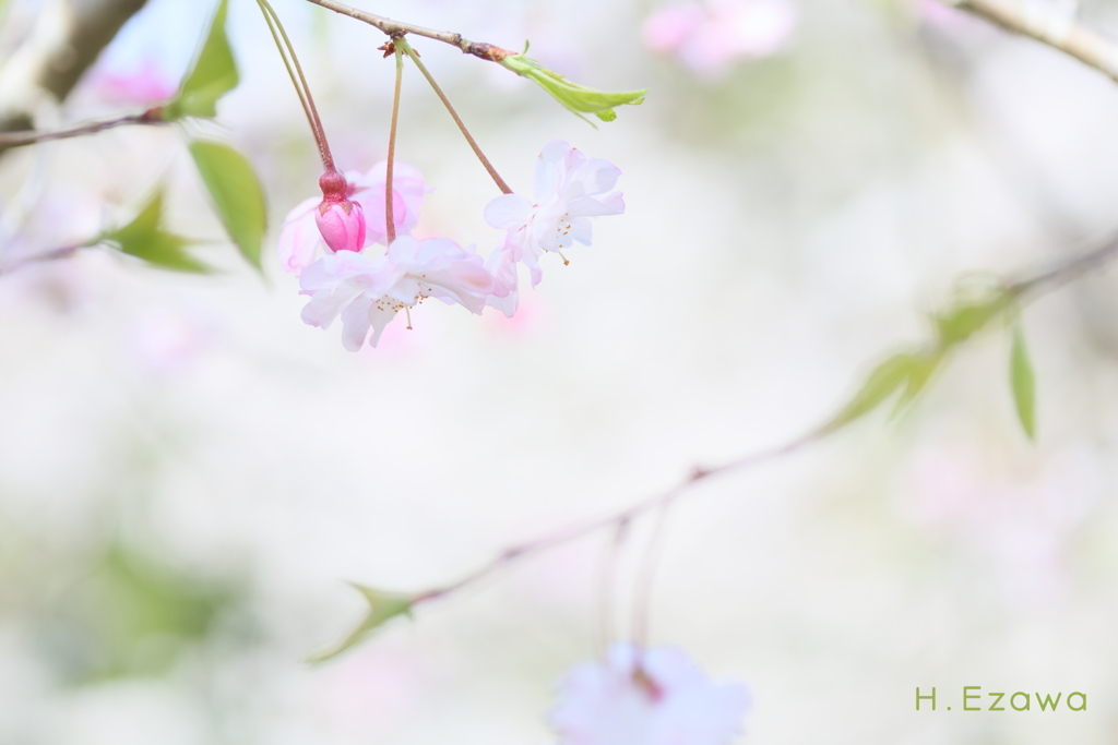 枝垂れ八重桜