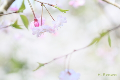 枝垂れ八重桜