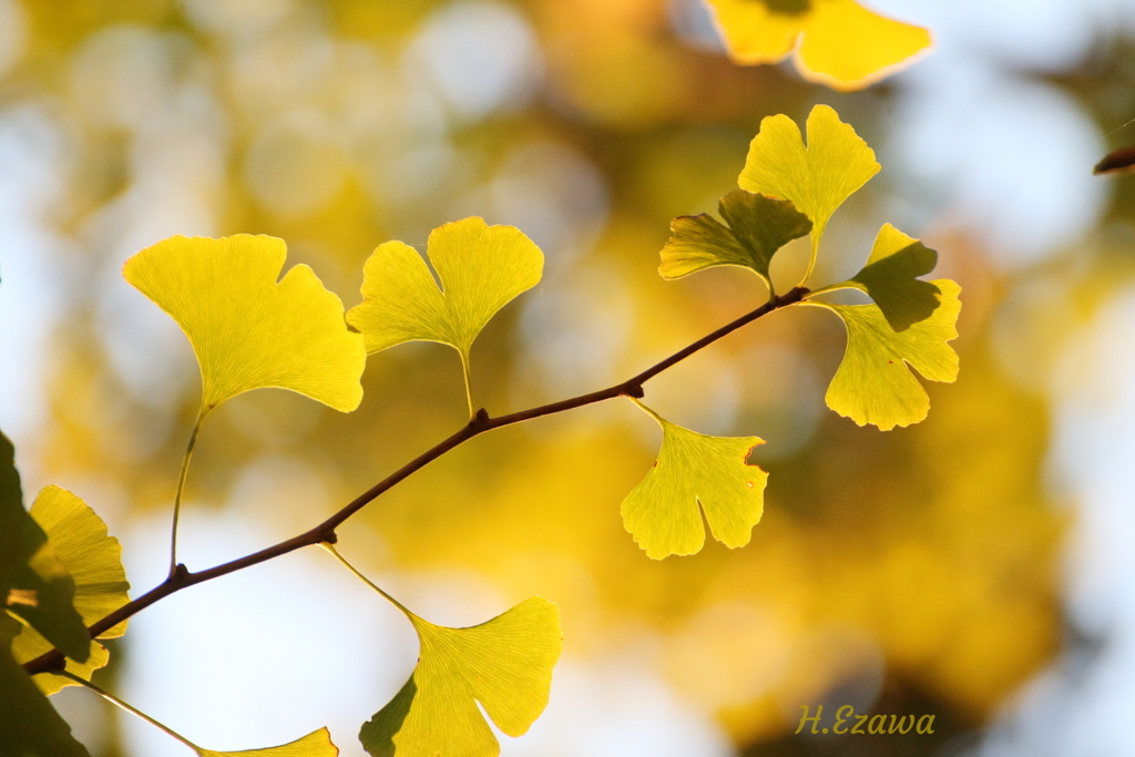 golden leaves