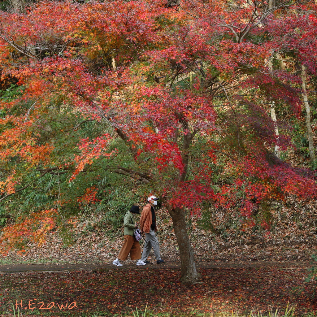 紅葉の木の下を