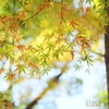 森の紅葉