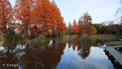 メタセコイアの公園3