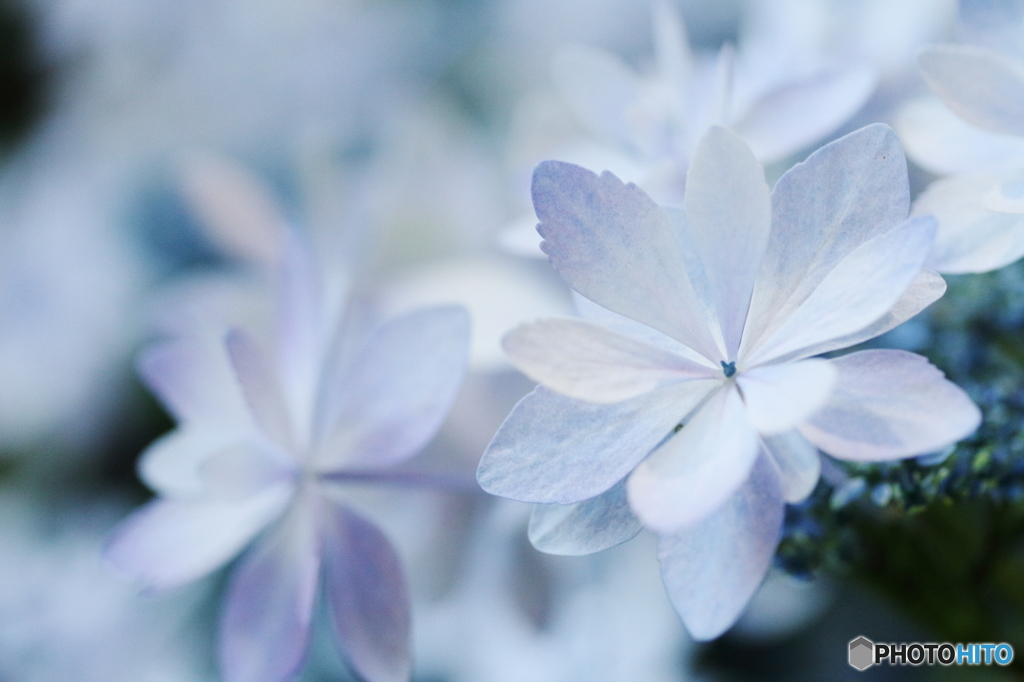 Blue hydrangea