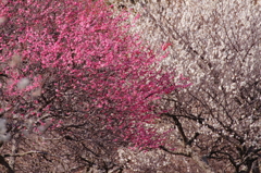 競演