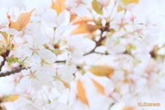 山桜2