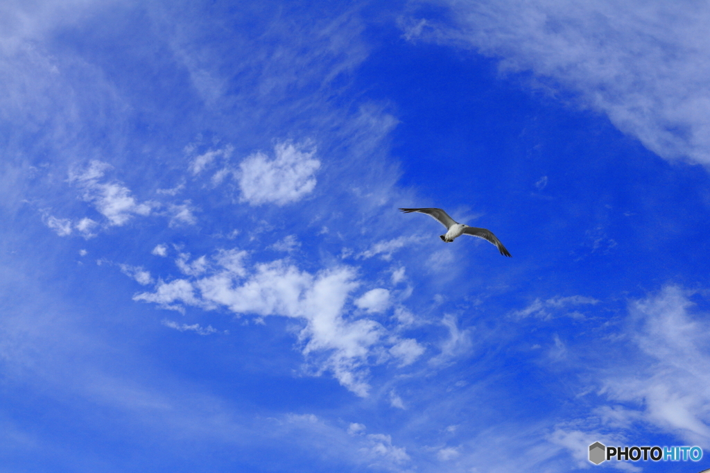 青空に飛ぶ