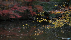 晩秋の池