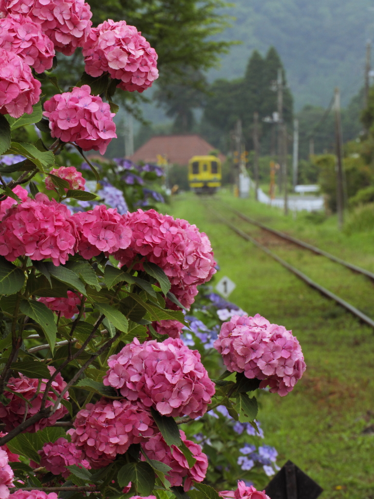 あじさいといすみ鉄道