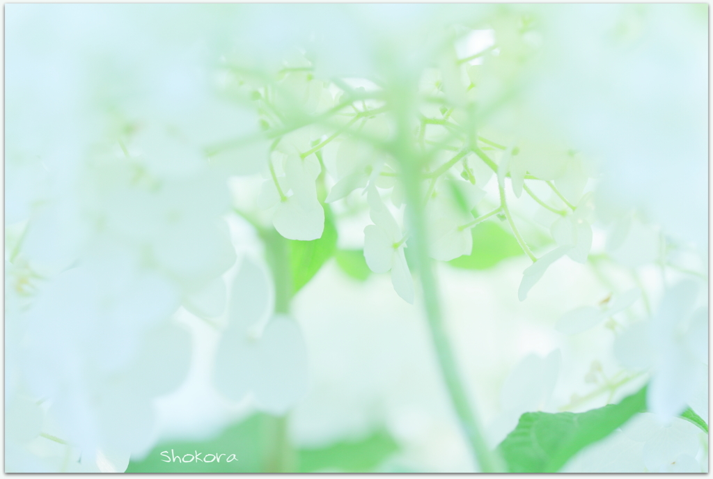 White and green2
