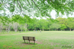 新緑の公園