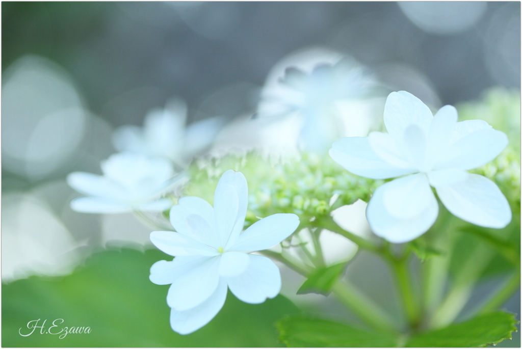 June flowers9