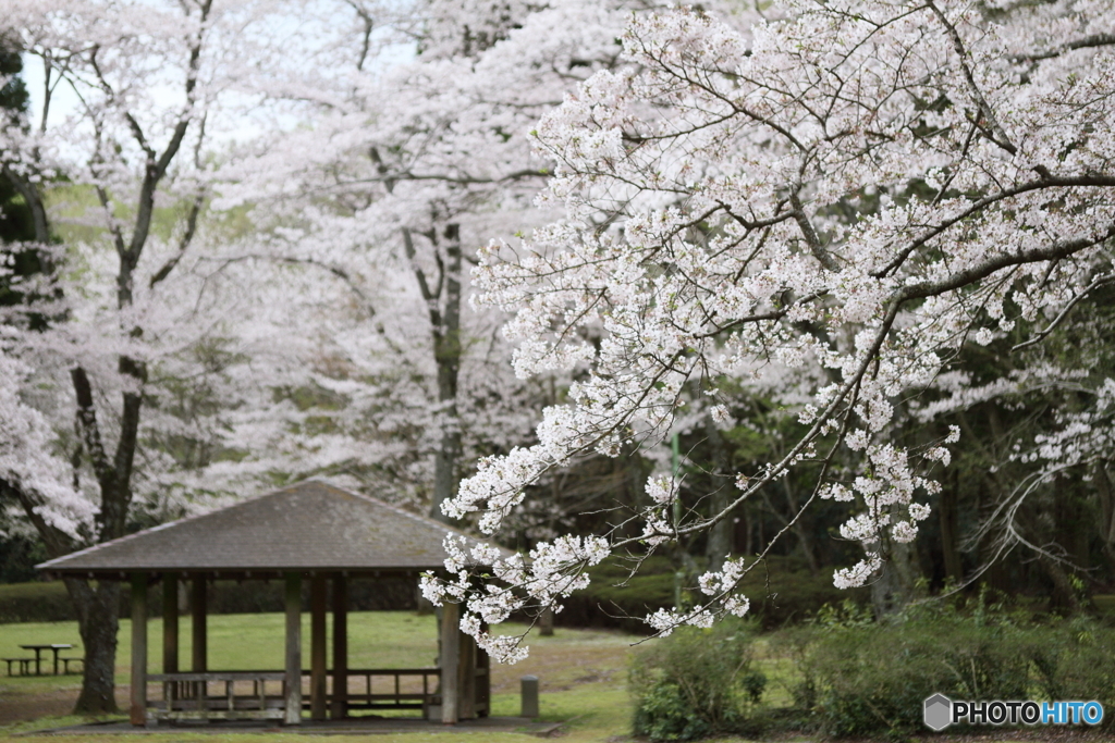 桜と東屋