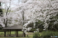 桜と東屋