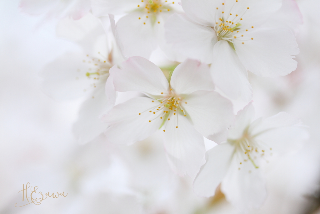 純白の桜