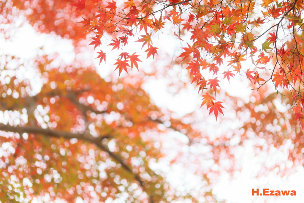 momiji7