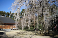 栄福寺の枝垂れ桜
