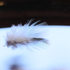 blue feather2