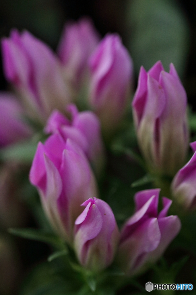 Pink gentian