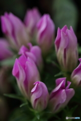 Pink gentian