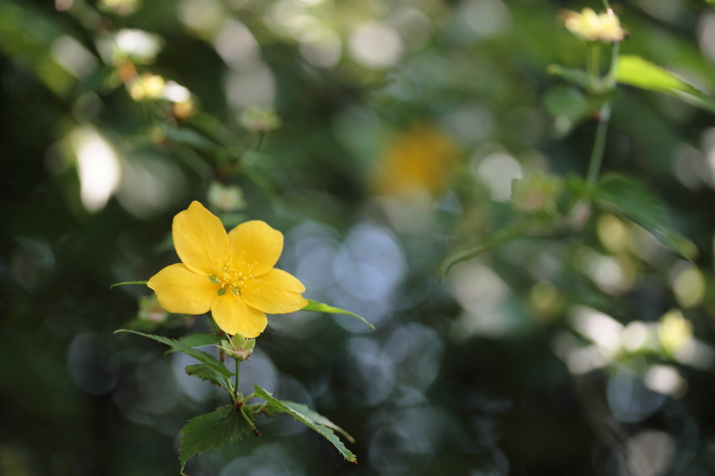 面影草 By Shokora Id 写真共有サイト Photohito