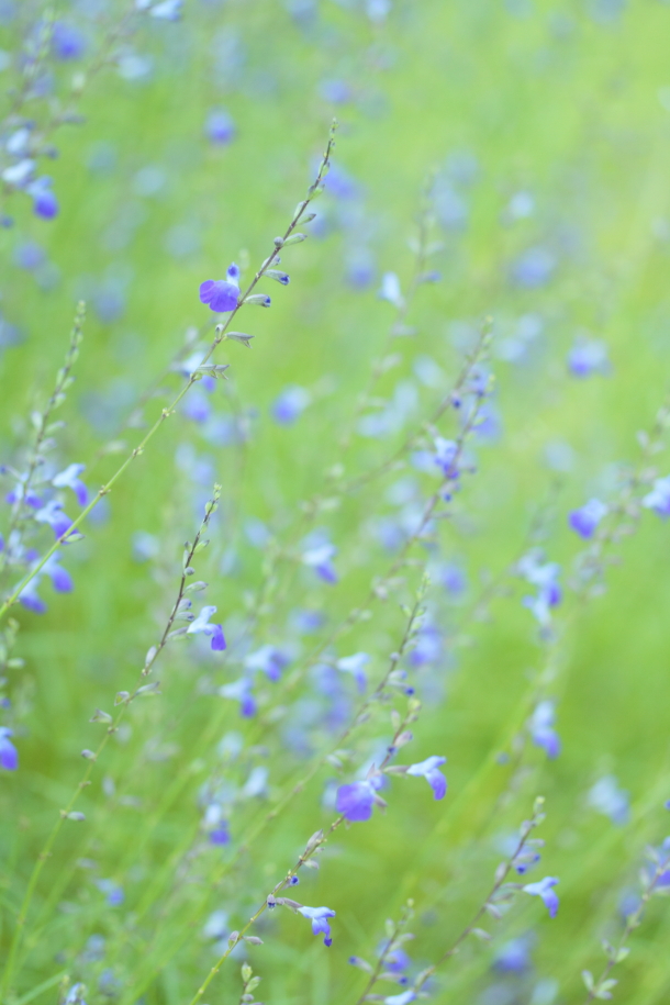 Small blue flowers