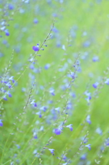 Small blue flowers