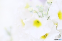 Snow flower