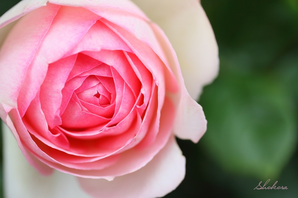 scent of rose