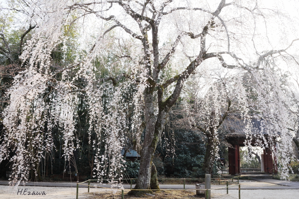 姫桜Ⅳ