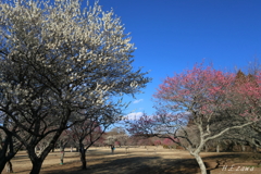 梅園